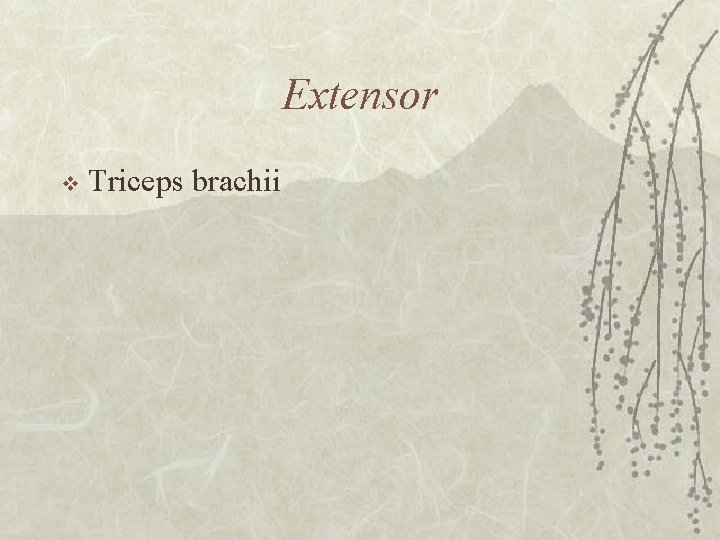 Extensor v Triceps brachii 