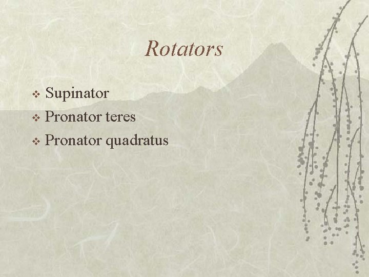 Rotators Supinator v Pronator teres v Pronator quadratus v 