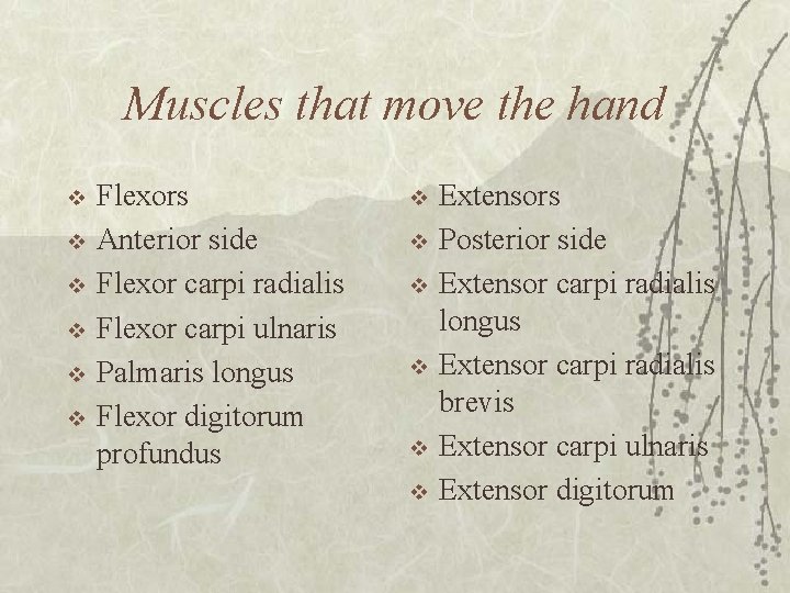 Muscles that move the hand v v v Flexors Anterior side Flexor carpi radialis