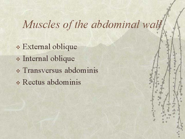 Muscles of the abdominal wall External oblique v Internal oblique v Transversus abdominis v