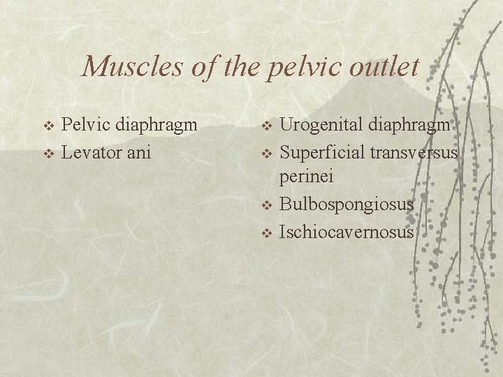 Muscles of the pelvic outlet v v Pelvic diaphragm Levator ani v v Urogenital