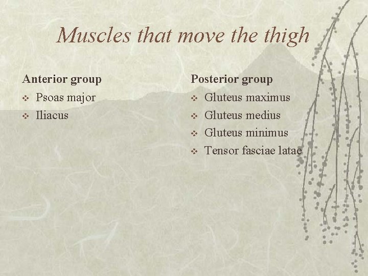 Muscles that move thigh Anterior group v v Psoas major Iliacus Posterior group v