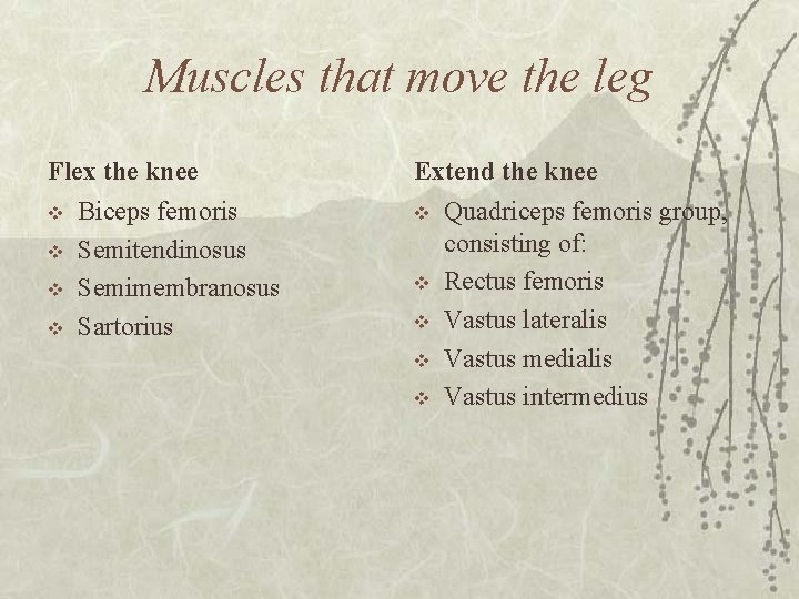 Muscles that move the leg Flex the knee v v Biceps femoris Semitendinosus Semimembranosus