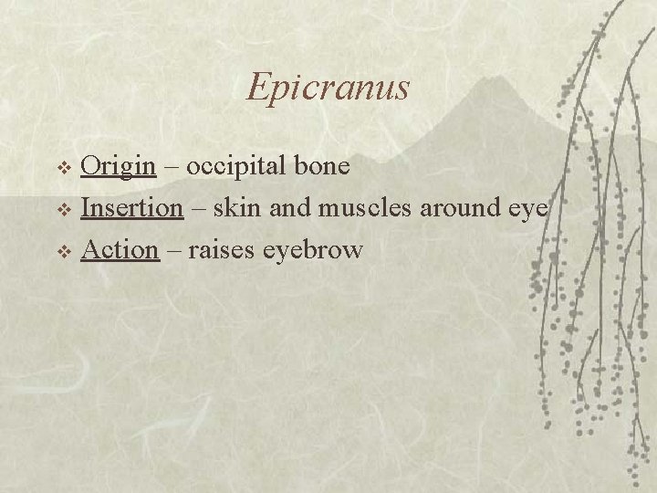 Epicranus Origin – occipital bone v Insertion – skin and muscles around eye v