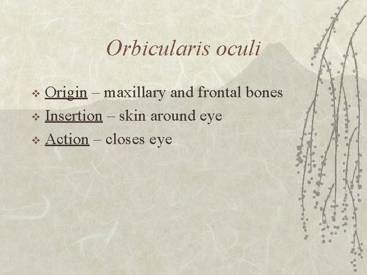Orbicularis oculi Origin – maxillary and frontal bones v Insertion – skin around eye