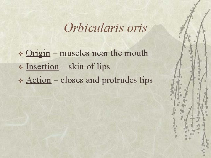 Orbicularis oris Origin – muscles near the mouth v Insertion – skin of lips