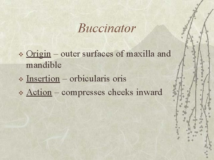 Buccinator Origin – outer surfaces of maxilla and mandible v Insertion – orbicularis oris