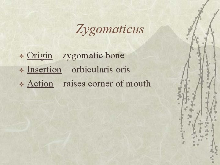 Zygomaticus Origin – zygomatic bone v Insertion – orbicularis oris v Action – raises