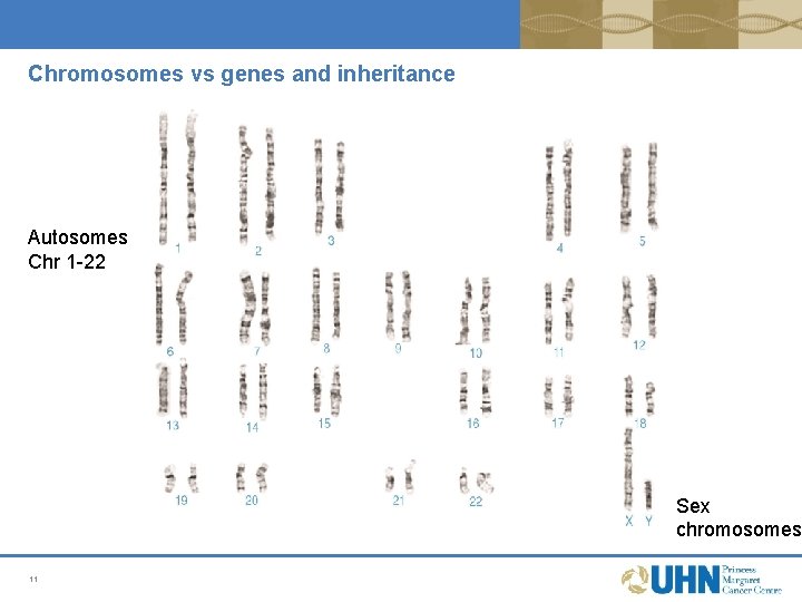 Chromosomes vs genes and inheritance Autosomes Chr 1 -22 Sex chromosomes 11 Chromosomes vs genes and inheritance Autosomes Chr 1 -22 Sex chromosomes 11