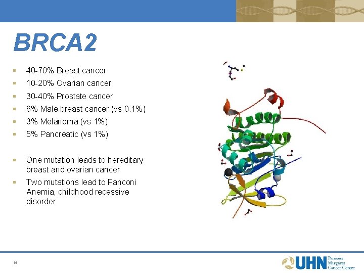 BRCA 2 § 40 -70% Breast cancer § 10 -20% Ovarian cancer § 30 BRCA 2 § 40 -70% Breast cancer § 10 -20% Ovarian cancer § 30
