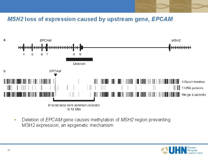 MSH 2 loss of expression caused by upstream gene, EPCAM § 25 Deletion of MSH 2 loss of expression caused by upstream gene, EPCAM § 25 Deletion of