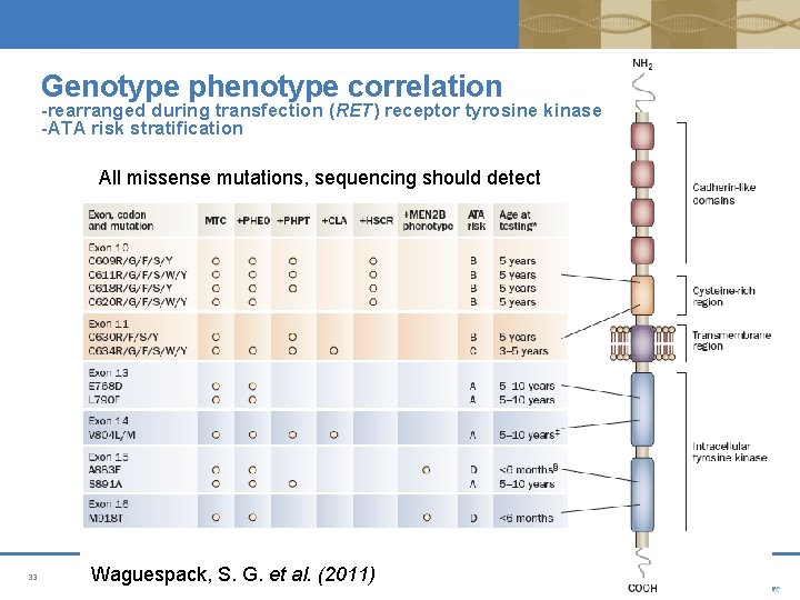 Genotype phenotype correlation -rearranged during transfection (RET) receptor tyrosine kinase -ATA risk stratification All Genotype phenotype correlation -rearranged during transfection (RET) receptor tyrosine kinase -ATA risk stratification All