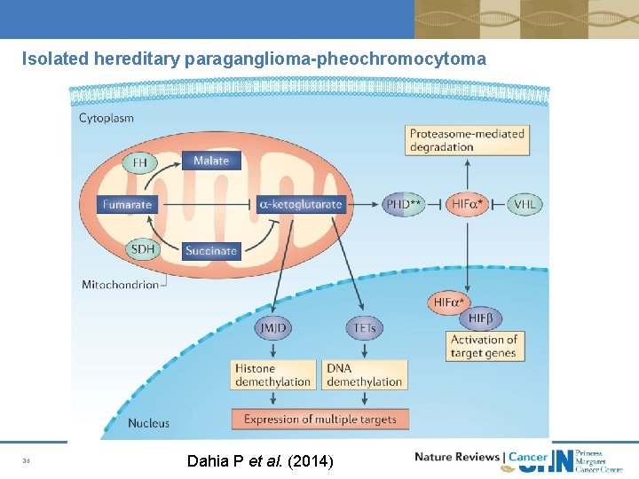 Isolated hereditary paraganglioma-pheochromocytoma 34 Dahia P et al. (2014) Isolated hereditary paraganglioma-pheochromocytoma 34 Dahia P et al. (2014)