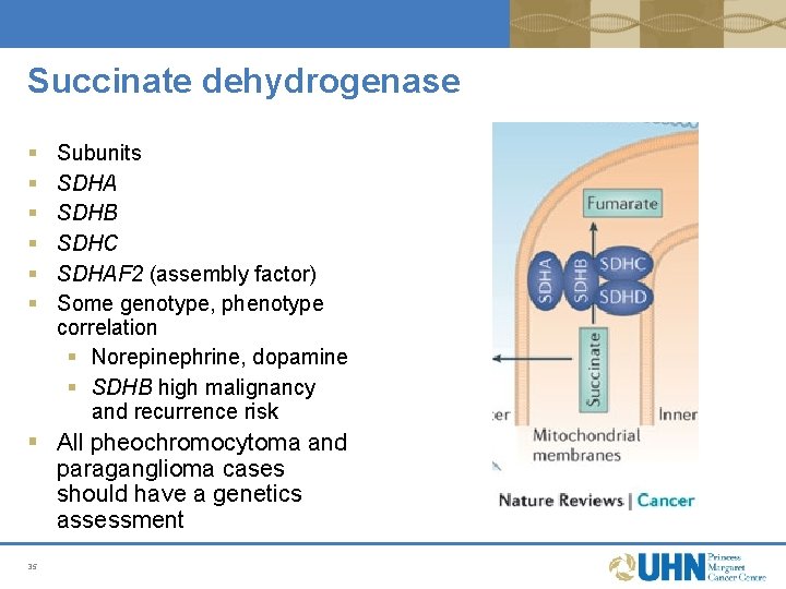 Succinate dehydrogenase § § § Subunits SDHA SDHB SDHC SDHAF 2 (assembly factor) Some Succinate dehydrogenase § § § Subunits SDHA SDHB SDHC SDHAF 2 (assembly factor) Some