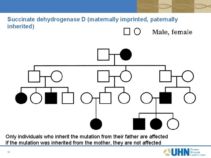 Succinate dehydrogenase D (maternally imprinted, paternally inherited) Only individuals who inherit the mutation from Succinate dehydrogenase D (maternally imprinted, paternally inherited) Only individuals who inherit the mutation from