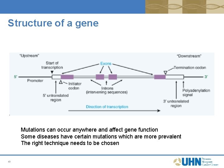 Structure of a gene Mutations can occur anywhere and affect gene function Some diseases Structure of a gene Mutations can occur anywhere and affect gene function Some diseases