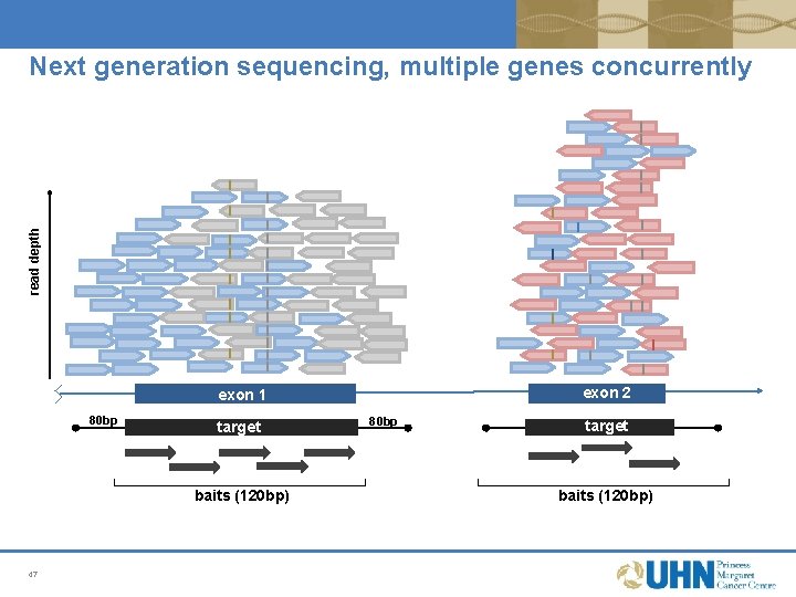 read depth Next generation sequencing, multiple genes concurrently exon 2 exon 1 80 bp read depth Next generation sequencing, multiple genes concurrently exon 2 exon 1 80 bp