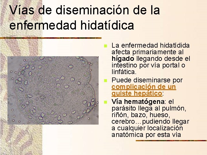 Vías de diseminación de la enfermedad hidatídica n n n La enfermedad hidatídida afecta