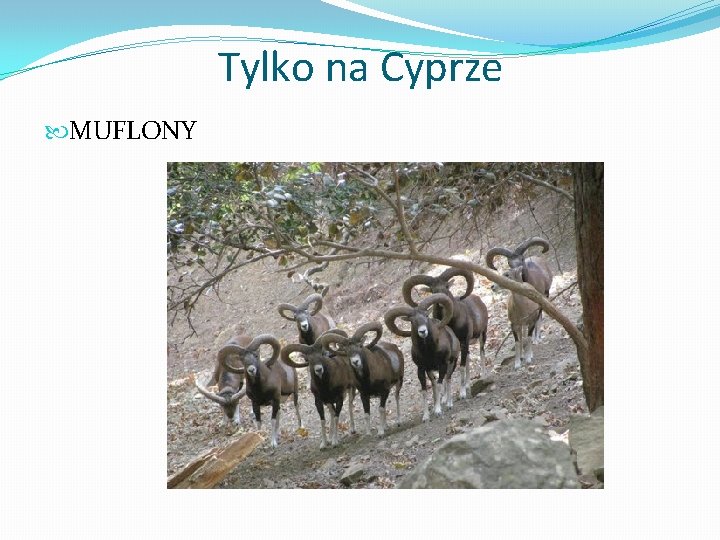 Tylko na Cyprze MUFLONY 