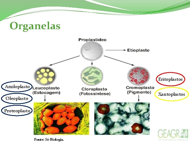 Organelas Eritoplastos Amiloplasto Xantoplastos Oleoplasto Proteoplasto Fonte: Só Biologia. 