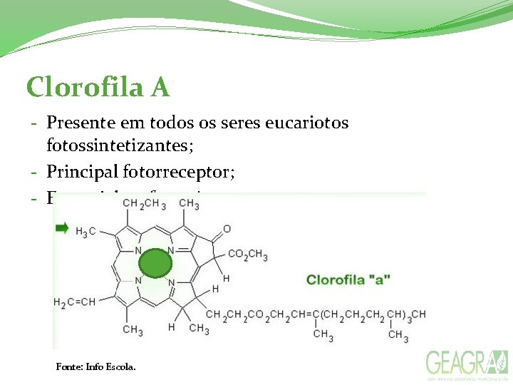 Clorofila A - Presente em todos os seres eucariotos fotossintetizantes; - Principal fotorreceptor; -