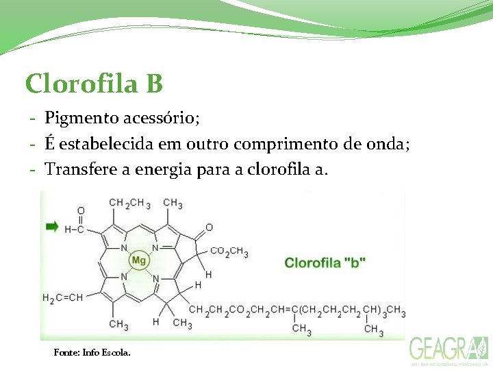 Clorofila B - Pigmento acessório; - É estabelecida em outro comprimento de onda; -