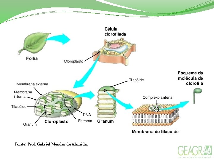 Fonte: Prof. Gabriel Mendes de Almeida. 