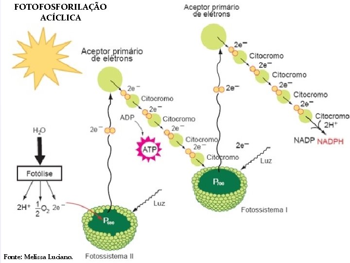 FOTOFOSFORILAÇÃO ACÍCLICA Fonte: Melissa Luciano. 
