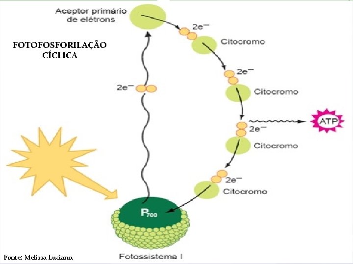 FOTOFOSFORILAÇÃO CÍCLICA Fonte: Melissa Luciano. 