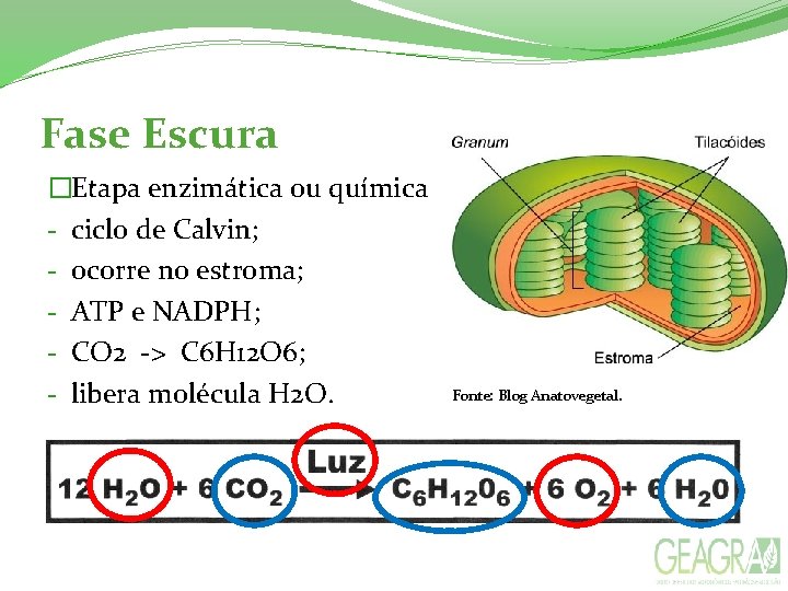 Fase Escura �Etapa enzimática ou química - ciclo de Calvin; - ocorre no estroma; Fase Escura �Etapa enzimática ou química - ciclo de Calvin; - ocorre no estroma;