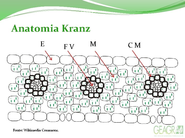 Anatomia Kranz E Fonte: Wikimedia Commons. F V M C M 