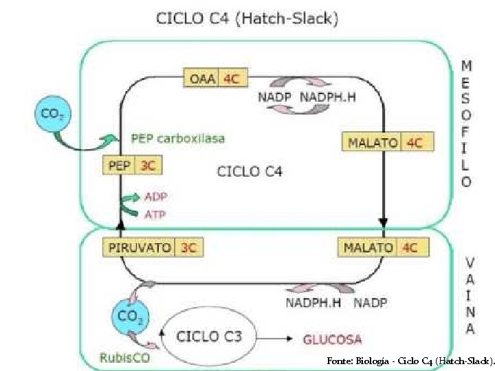 Fonte: Biología - Ciclo C 4 (Hatch-Slack). 