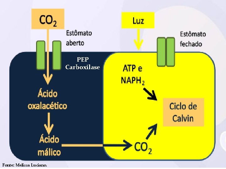 PEP Carboxilase Fonte: Melissa Luciano. PEP Carboxilase Fonte: Melissa Luciano.