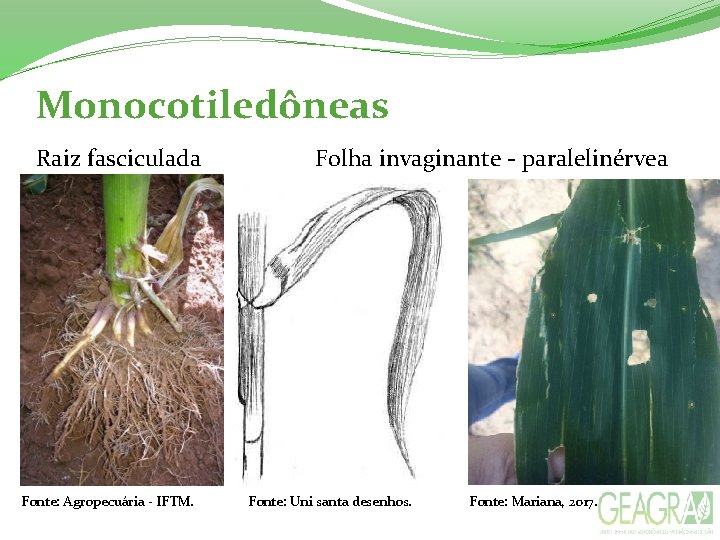 Monocotiledôneas Raiz fasciculada Fonte: Agropecuária - IFTM. Folha invaginante - paralelinérvea Fonte: Uni santa Monocotiledôneas Raiz fasciculada Fonte: Agropecuária - IFTM. Folha invaginante - paralelinérvea Fonte: Uni santa