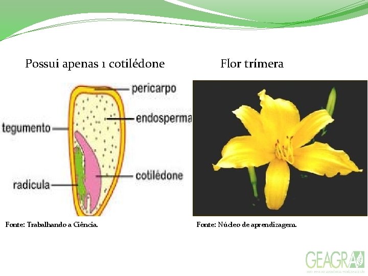 Possui apenas 1 cotilédone Fonte: Trabalhando a Ciência. Flor trímera Fonte: Núcleo de aprendizagem.