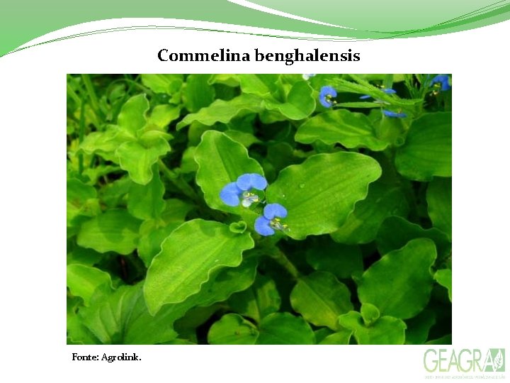 Commelina benghalensis Fonte: Agrolink. 