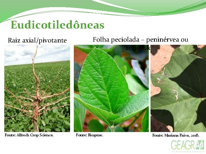 Eudicotiledôneas Raiz axial/pivotante Fonte: Alltech Crop Science. Folha peciolada – peninérvea ou reticulada Fonte: Eudicotiledôneas Raiz axial/pivotante Fonte: Alltech Crop Science. Folha peciolada – peninérvea ou reticulada Fonte: