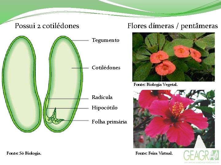 Possui 2 cotilédones Flores dímeras / pentâmeras Tegumento Cotilédones Fonte: Biologia Vegetal. Radícula Hipocótilo Possui 2 cotilédones Flores dímeras / pentâmeras Tegumento Cotilédones Fonte: Biologia Vegetal. Radícula Hipocótilo