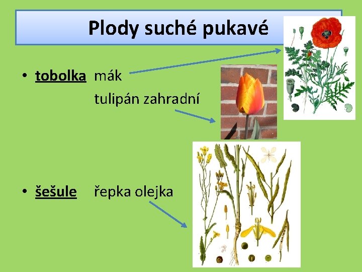 Plody suché pukavé • tobolka mák tulipán zahradní • šešule řepka olejka 