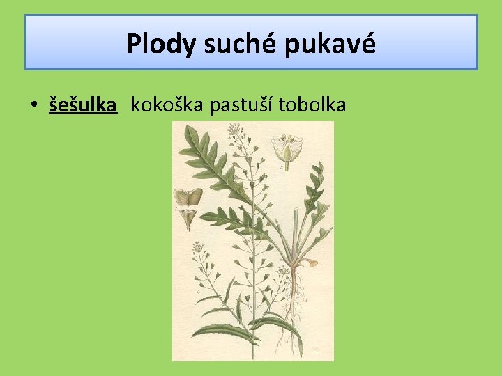 Plody suché pukavé • šešulka kokoška pastuší tobolka 