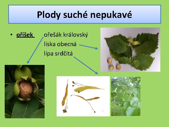 Plody suché nepukavé • oříšek ořešák královský líska obecná lípa srdčitá 