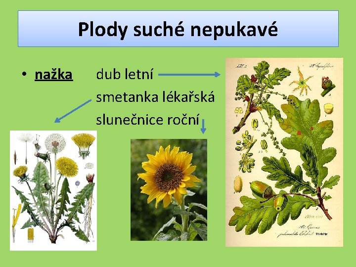 Plody suché nepukavé • nažka dub letní smetanka lékařská slunečnice roční 
