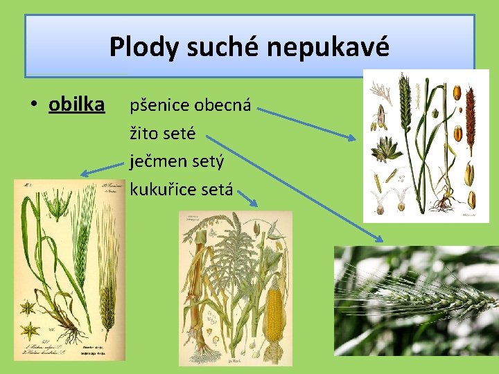 Plody suché nepukavé • obilka pšenice obecná žito seté ječmen setý kukuřice setá 
