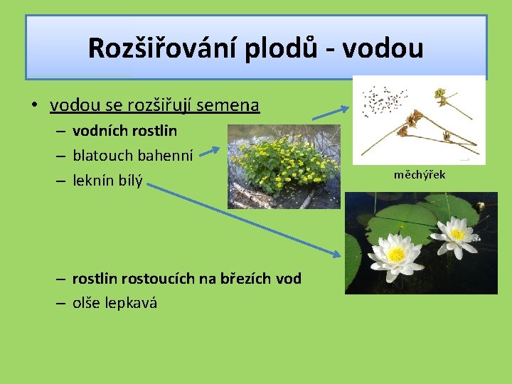 Rozšiřování plodů - vodou • vodou se rozšiřují semena – vodních rostlin – blatouch