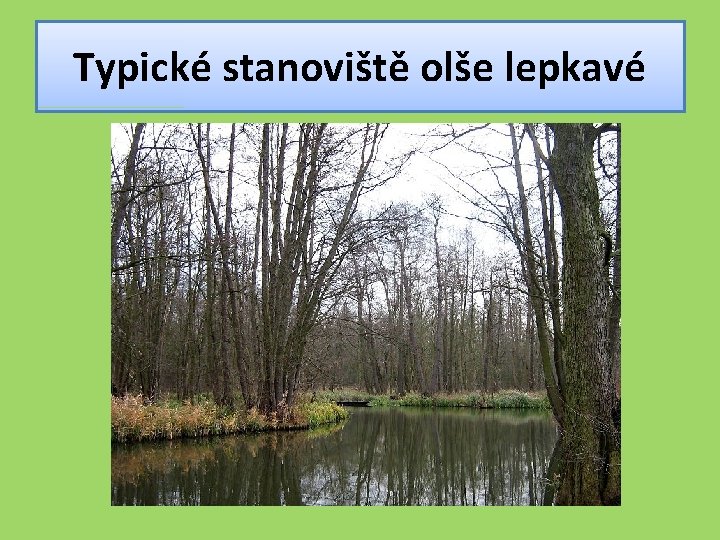 Typické stanoviště olše lepkavé 