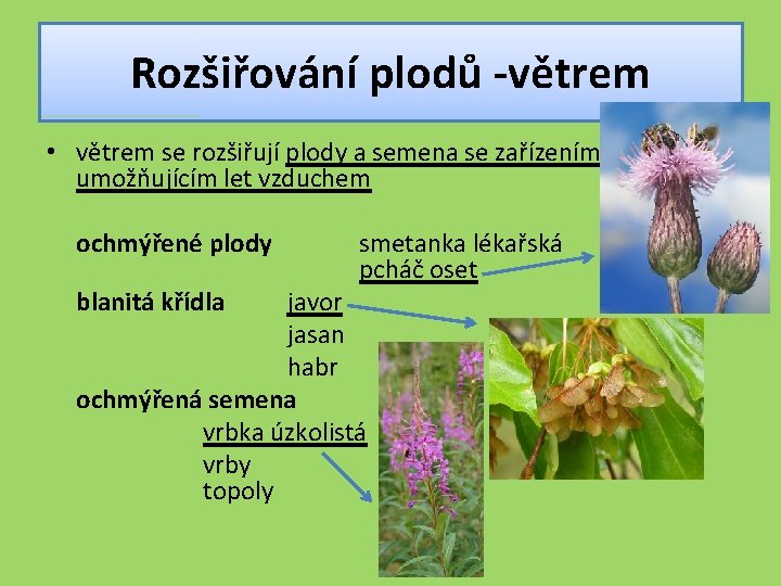Rozšiřování plodů -větrem • větrem se rozšiřují plody a semena se zařízením umožňujícím let