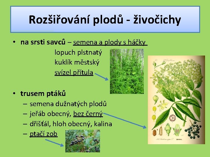 Rozšiřování plodů - živočichy • na srsti savců – semena a plody s háčky