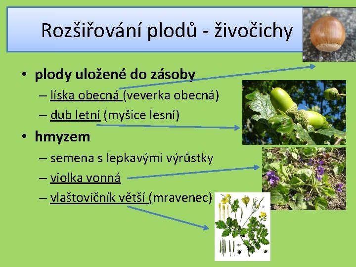 Rozšiřování plodů - živočichy • plody uložené do zásoby – líska obecná (veverka obecná)