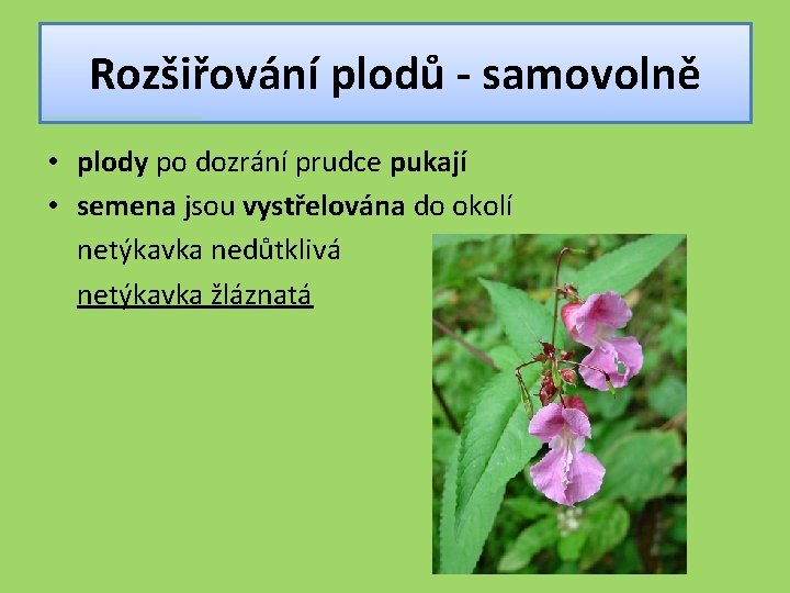 Rozšiřování plodů - samovolně • plody po dozrání prudce pukají • semena jsou vystřelována