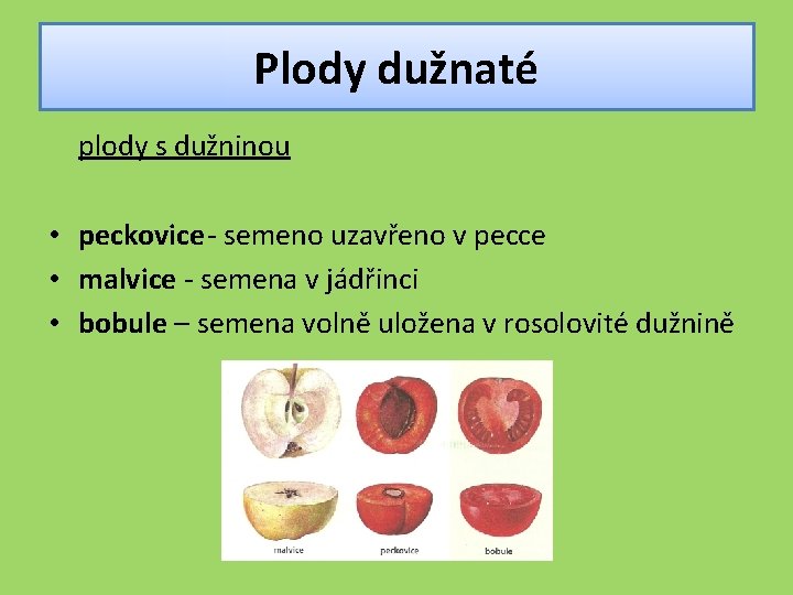 Plody dužnaté plody s dužninou • peckovice- semeno uzavřeno v pecce • malvice -